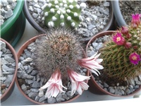 3b18c6c1-Mammillaria frailena.jpg